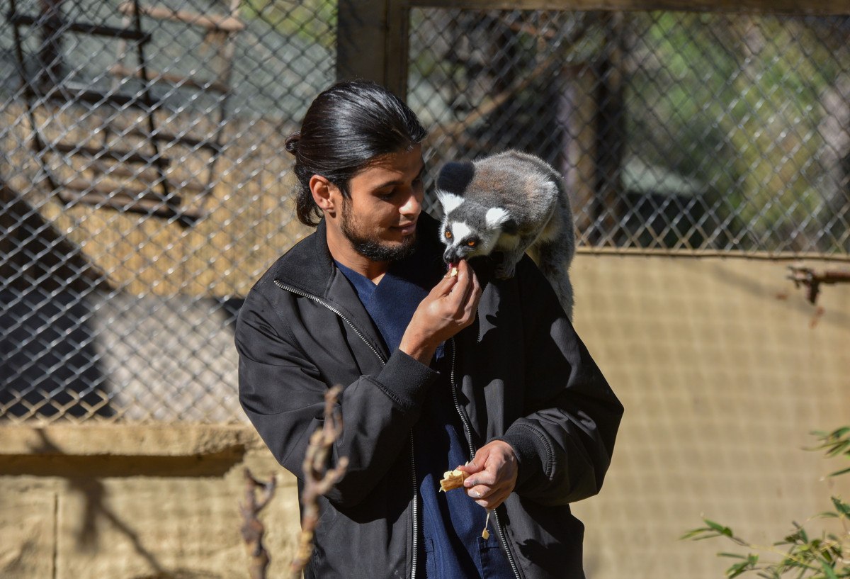 Antalya'da lemurların kış rutini, güneşi selamlamak 5 antalyada lemurlarin kis rutini gunesi selamlamak 4 dGbEjWHd