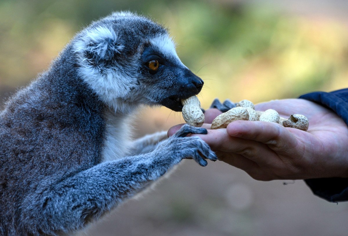 Antalya'da lemurların kış rutini, güneşi selamlamak 6 antalyada lemurlarin kis rutini gunesi selamlamak 5 tvIyEQJz