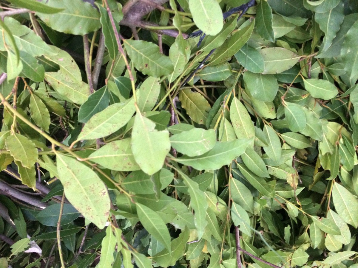 antalyadan dunyaya ihrac ediliyor 300 ton defne yapragi hasadi yapildi 2 tPP8PPwN