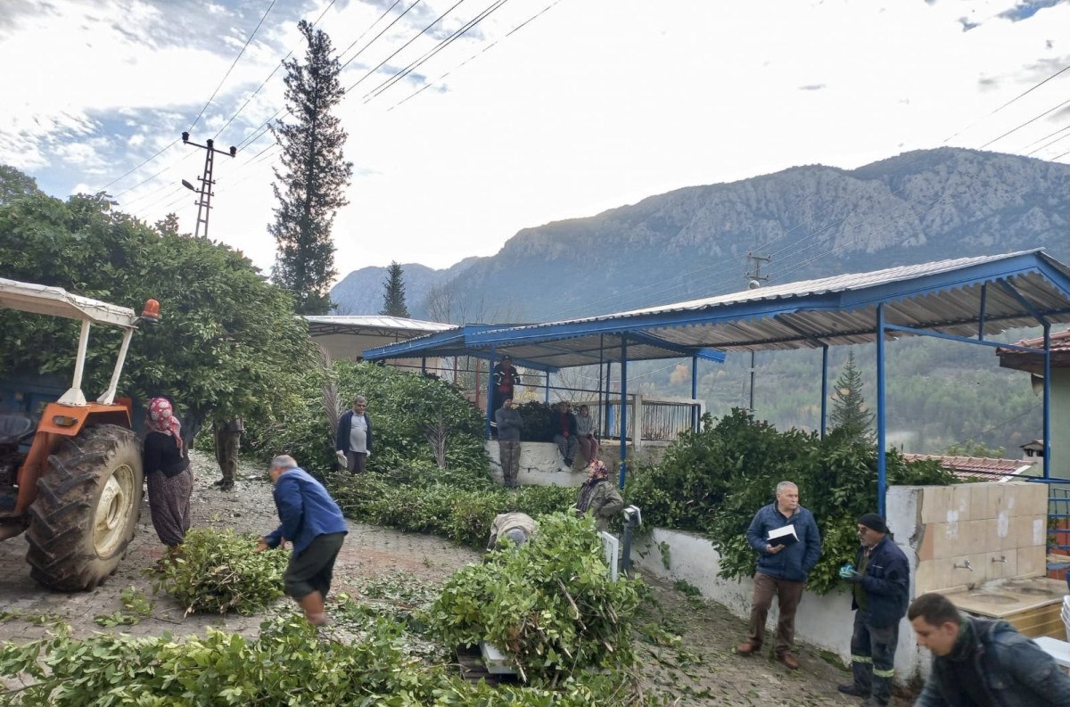 antalyadan dunyaya ihrac ediliyor 300 ton defne yapragi hasadi yapildi 4 WpH4msLz