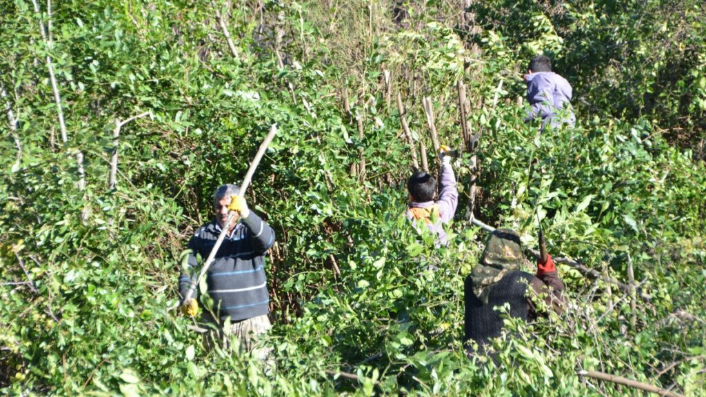 antalyadan dunyaya ihrac ediliyor 300 ton defne yapragi hasadi yapildi 4PVtUZkA