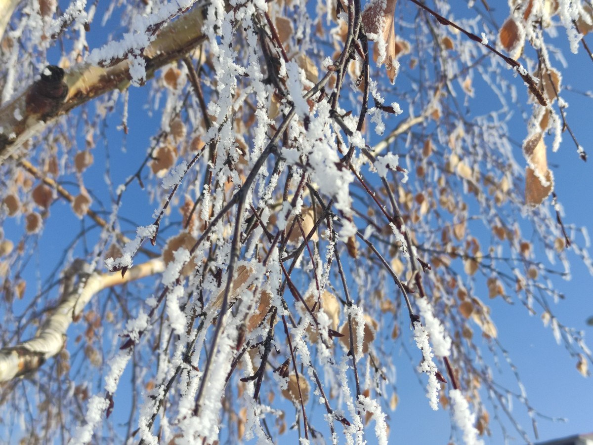 ardahanin gole ilcesi buz kesti eksi 323 2 Q6HTSnHZ
