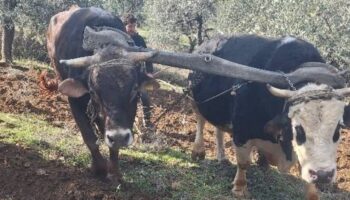 aydin daglarinin sarp arazisinde eski usul tarim yapiliyor OhzNpSDz