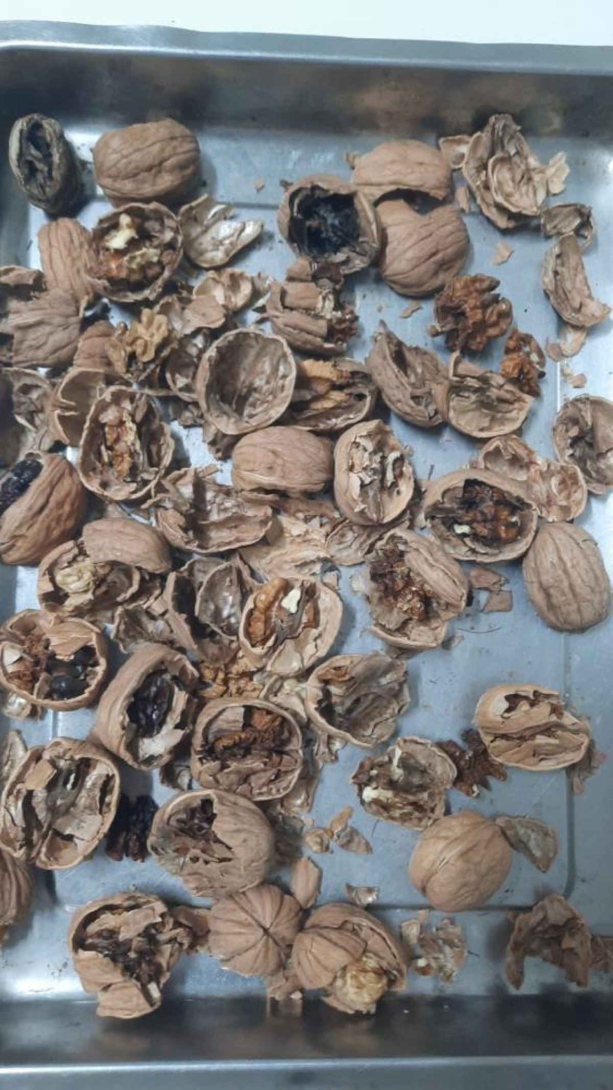 bilecikte ceviz saticisinin oyunu kisa surede ortaya cikti tamami curuk veya bos cikti 2 rFOsleCz