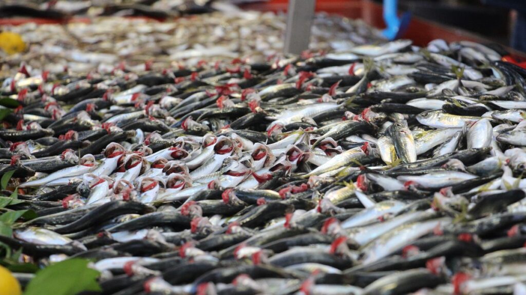 boluda hamsinin olmayisi istavrite yoneltti tIFqnhqS