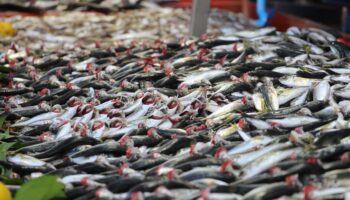 boluda hamsinin olmayisi istavrite yoneltti tIFqnhqS