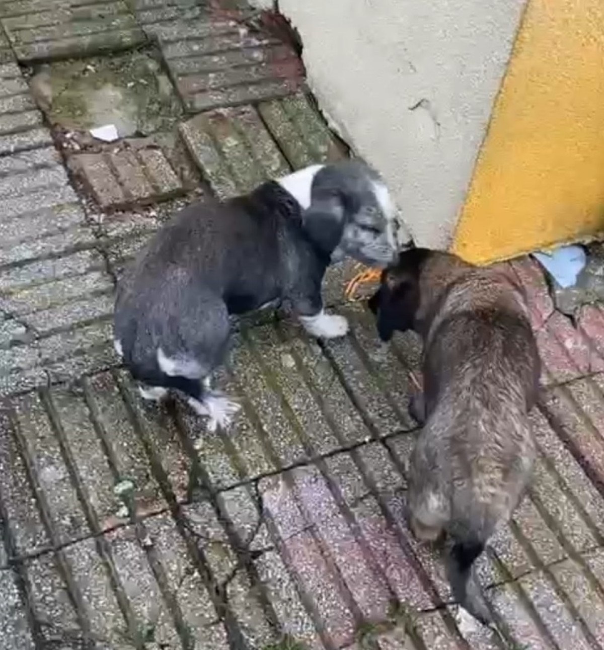 Bursa'da okul bahçesinde bakılan başıboş köpekler 9 yaşındaki öğrenciye saldırdı 2 bursada okul bahcesinde bakilan basibos kopekler 9 yasindaki ogrenciye saldirdi 1 lWDImWqN