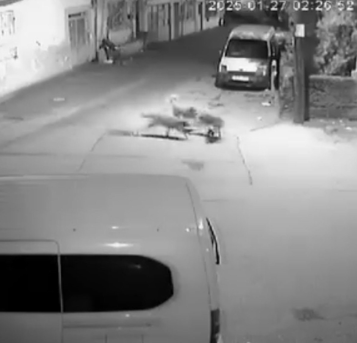 Bursa'da sahipsiz köpeklerin kediyi parçaladığı anlar kameralara yansıdı 1 bursada sahipsiz kopeklerin kediyi parcaladigi anlar kameralara yansidi 0 YA24heJk