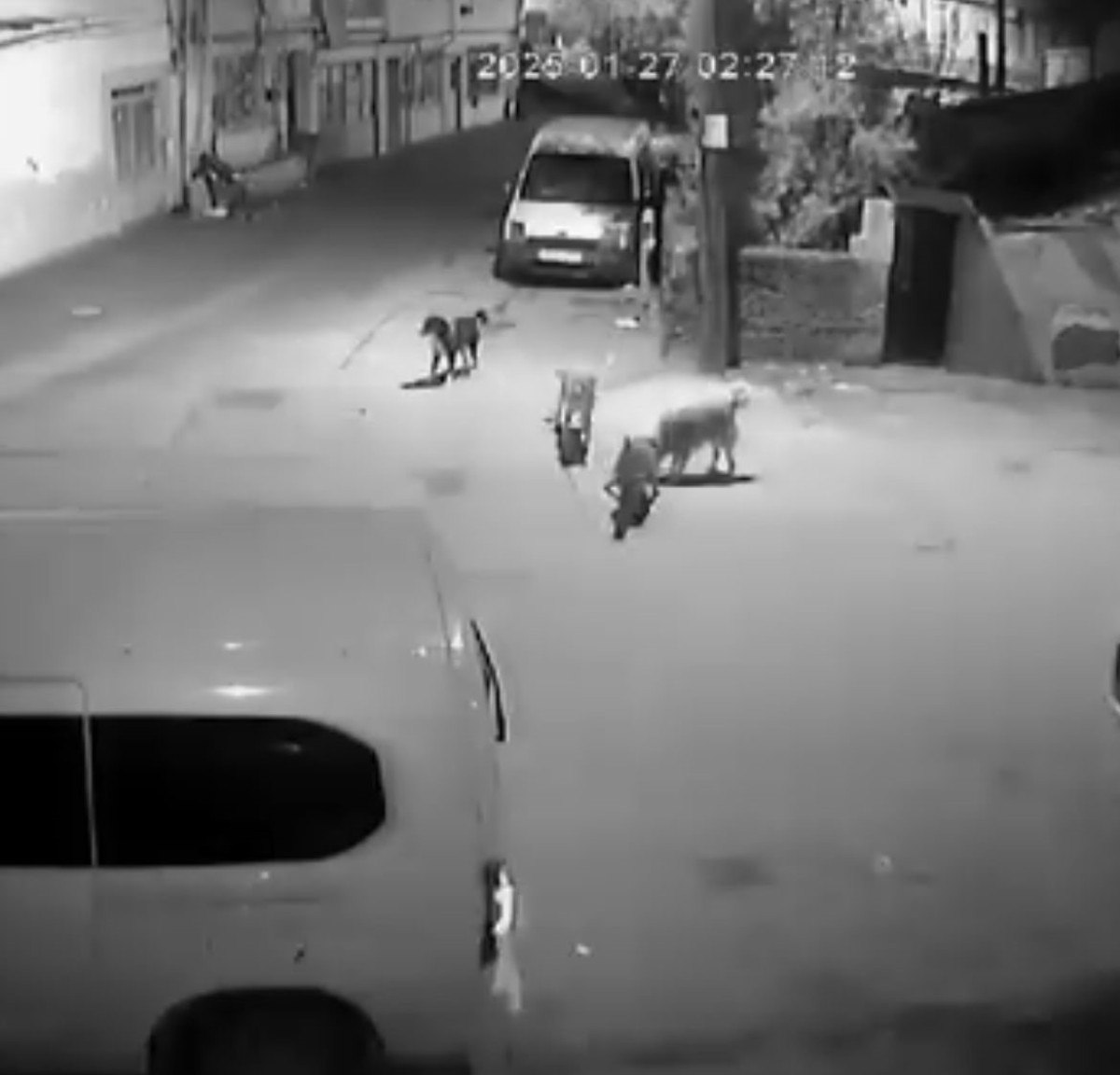 bursada sahipsiz kopeklerin kediyi parcaladigi anlar kameralara yansidi 1 Hir8mGwk