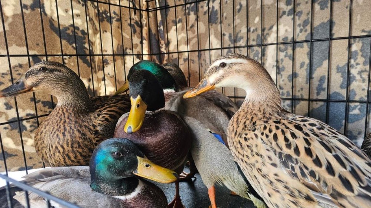 canakkalede kacak av operasyonu 70 bin lira ceza kesildi 0 q6lNSdnX