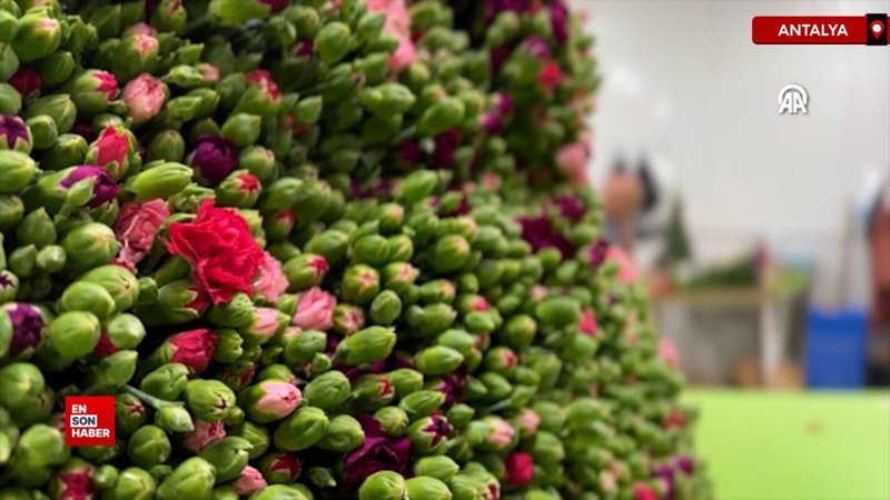 cicek sektoru japonya pazarina girmeyi hedefliyor cFmNqg6m