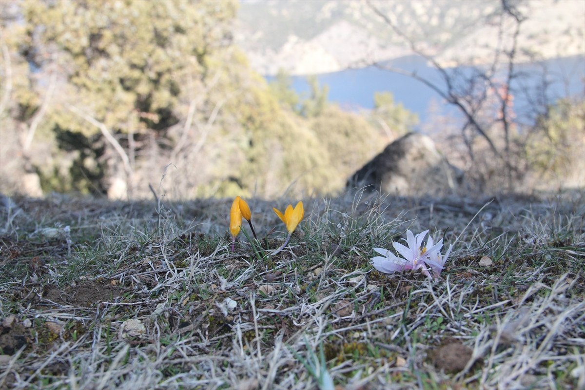 corumda baharin mujdecisi cigdemler erken acti 0 YQpAgMzm