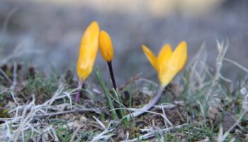 corumda baharin mujdecisi cigdemler erken acti Nee3bnyW