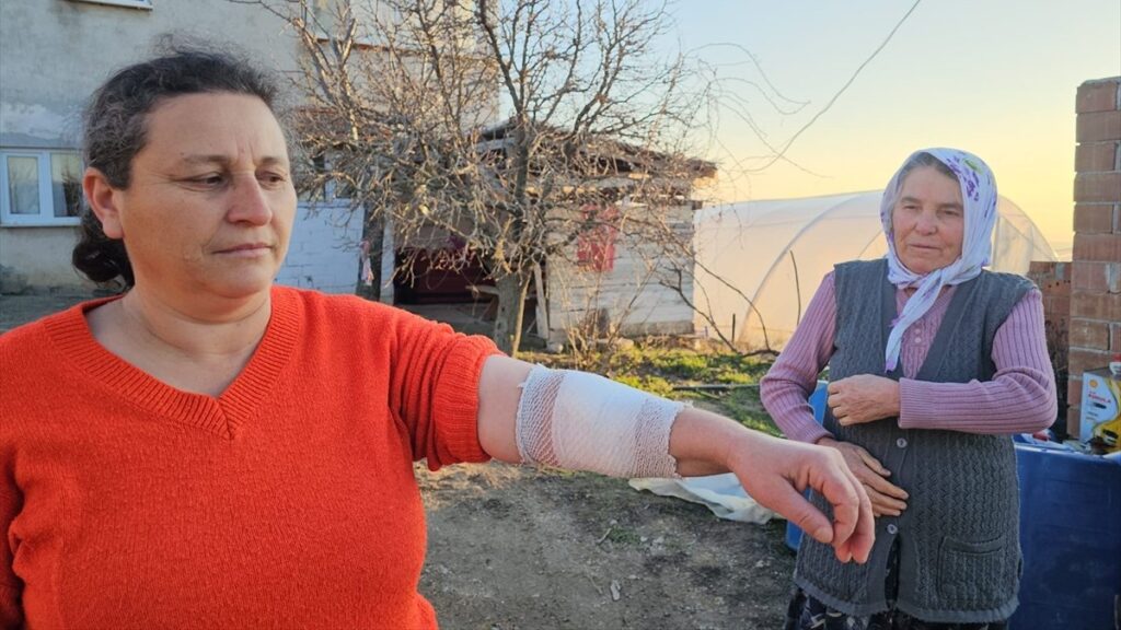 corumda kopek saldirisi 3 kisi yaralandi h2PhXj4a