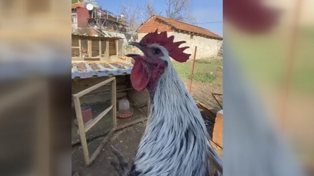 denizlide oterken bayilan horoz PzWEgNCv