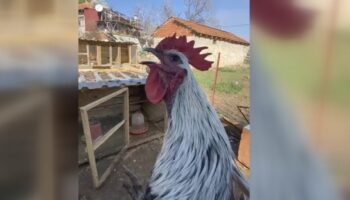 denizlide oterken bayilan horoz PzWEgNCv