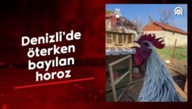 denizlide oterken bayilan horoz TqWN7ps1