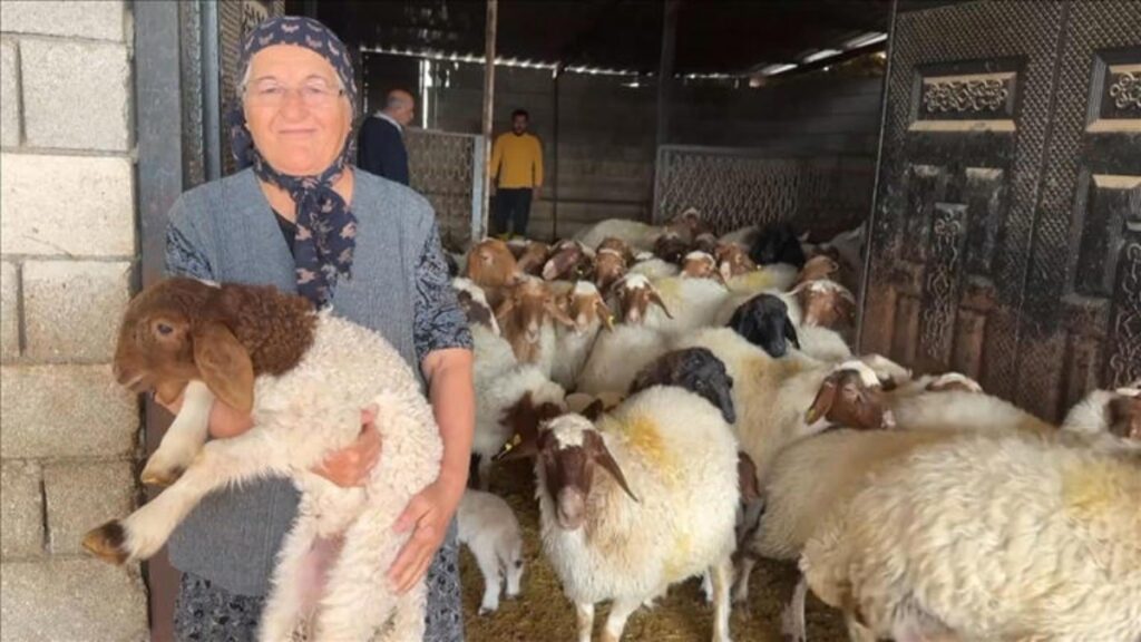 devlet destegiyle depremde telef olan hayvanlarin yerine yenisi geldi Kwm2gzzq