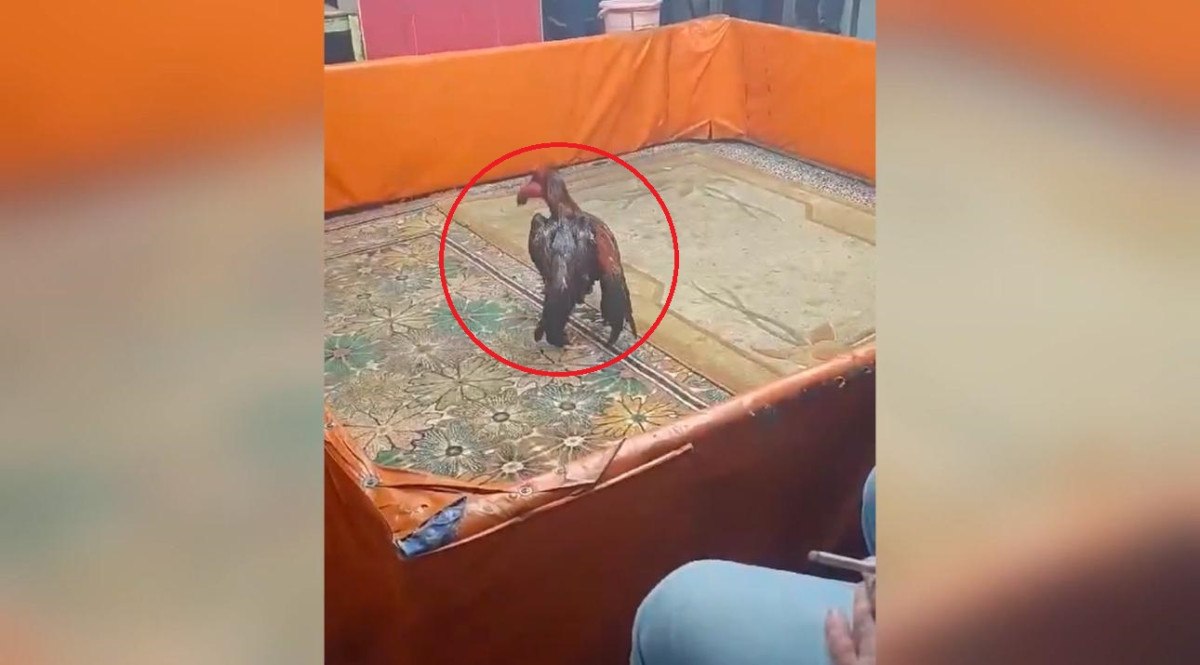 Diyarbakır’da horoz dövüştürenlere ceza 1 diyarbakirda horoz dovusturenlere ceza 0