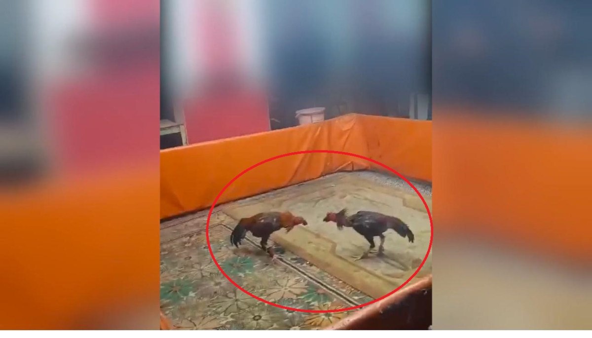 Diyarbakır’da horoz dövüştürenlere ceza 2 diyarbakirda horoz dovusturenlere ceza 1 NFcK15IU