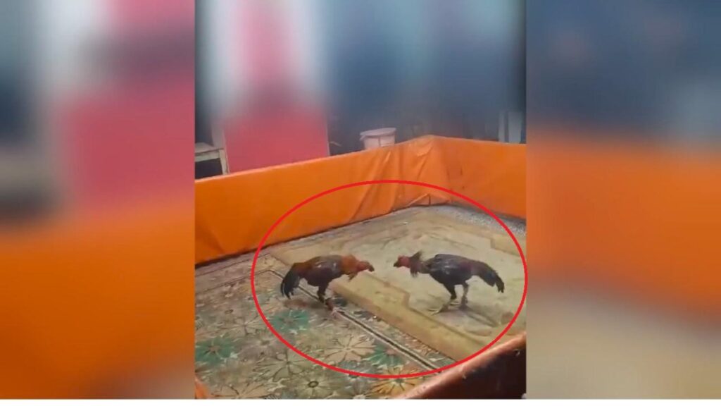 diyarbakirda horoz dovusturenlere ceza 4RmTnwe9