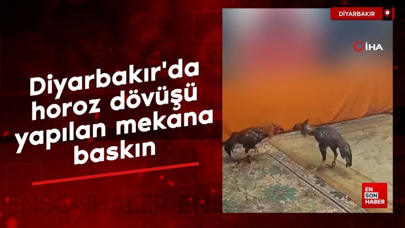 diyarbakirda horoz dovusu yapilan mekana baskin
