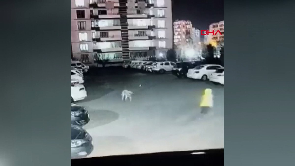 diyarbakirda kopek dehseti kadin ve cocuk saldiridan zor kurtuldu 1 A6FY1E3W