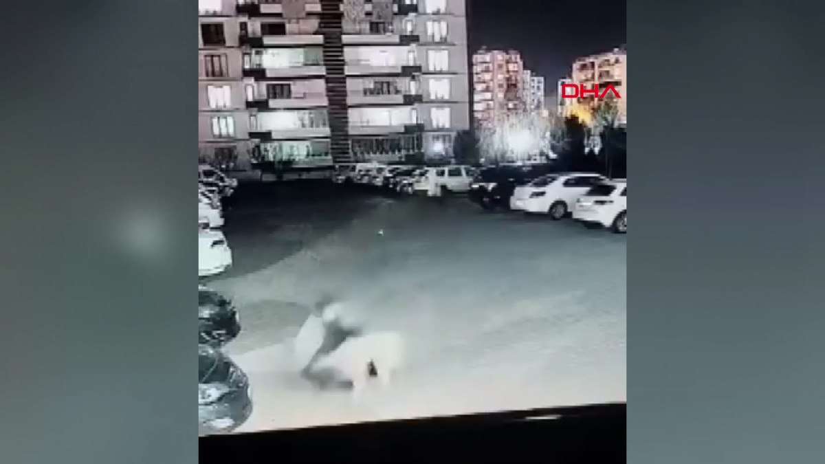 diyarbakirda kopek dehseti kadin ve cocuk saldiridan zor kurtuldu 3