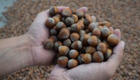 findik ihracatindan 5 ayda 13 milyar dolari askin gelir saglandi ngz5jRkd