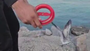 hatayda balikcinin oltasina marti takildi 1zUJmB3r