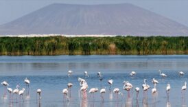 ibrahim yumakli turkiyede 131 sulak alan koruma altinda PO2BeZav