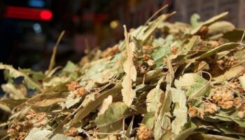 ihlamurun kilosu altinla yarisinca ilgi azaldi onun yerine kis caylari satiliyor R4Xl2KQN