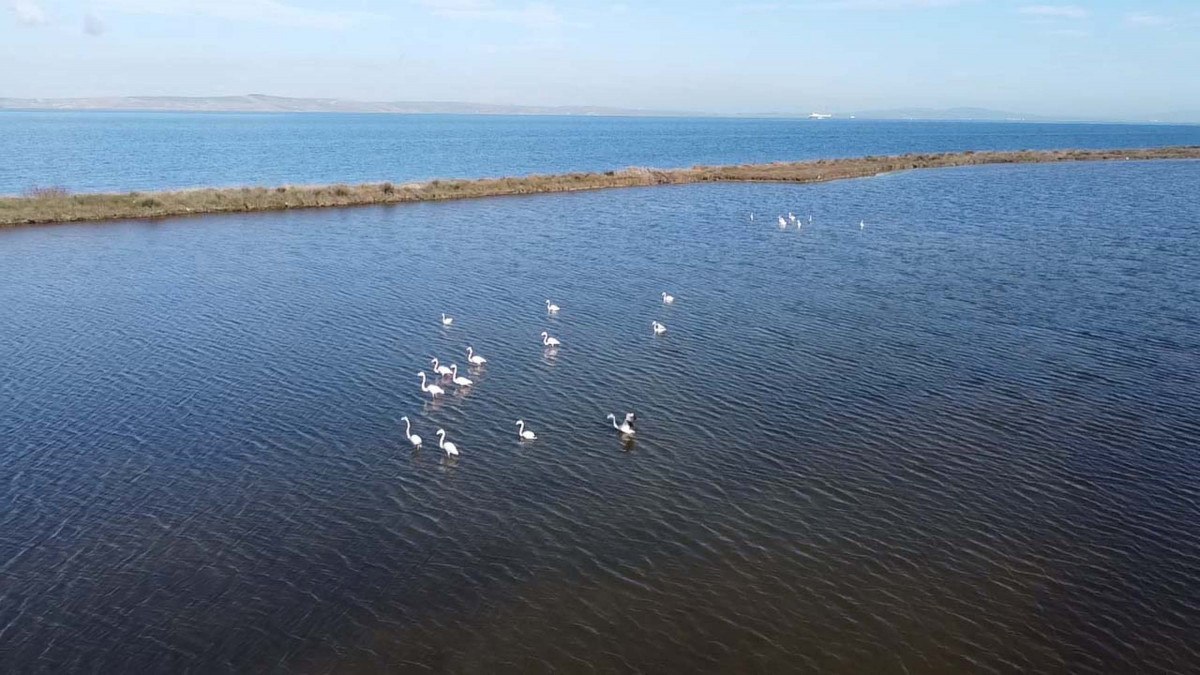 iklim degisikligi etkisi canakkaledeki kus populasyonu artti 1 bBGCvFdT