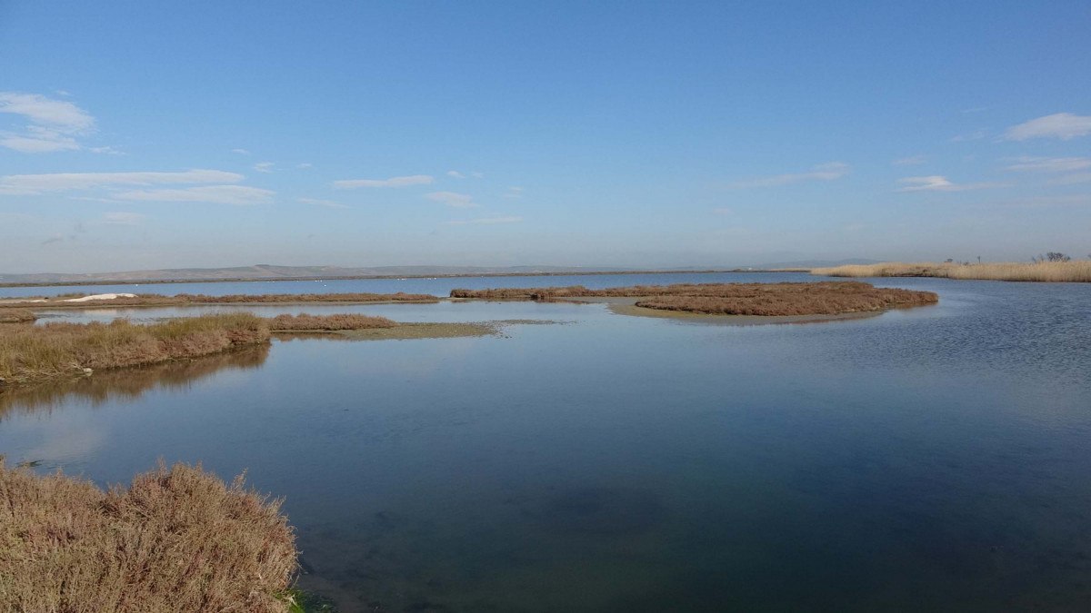 iklim degisikligi etkisi canakkaledeki kus populasyonu artti 4 FIXn9tgX