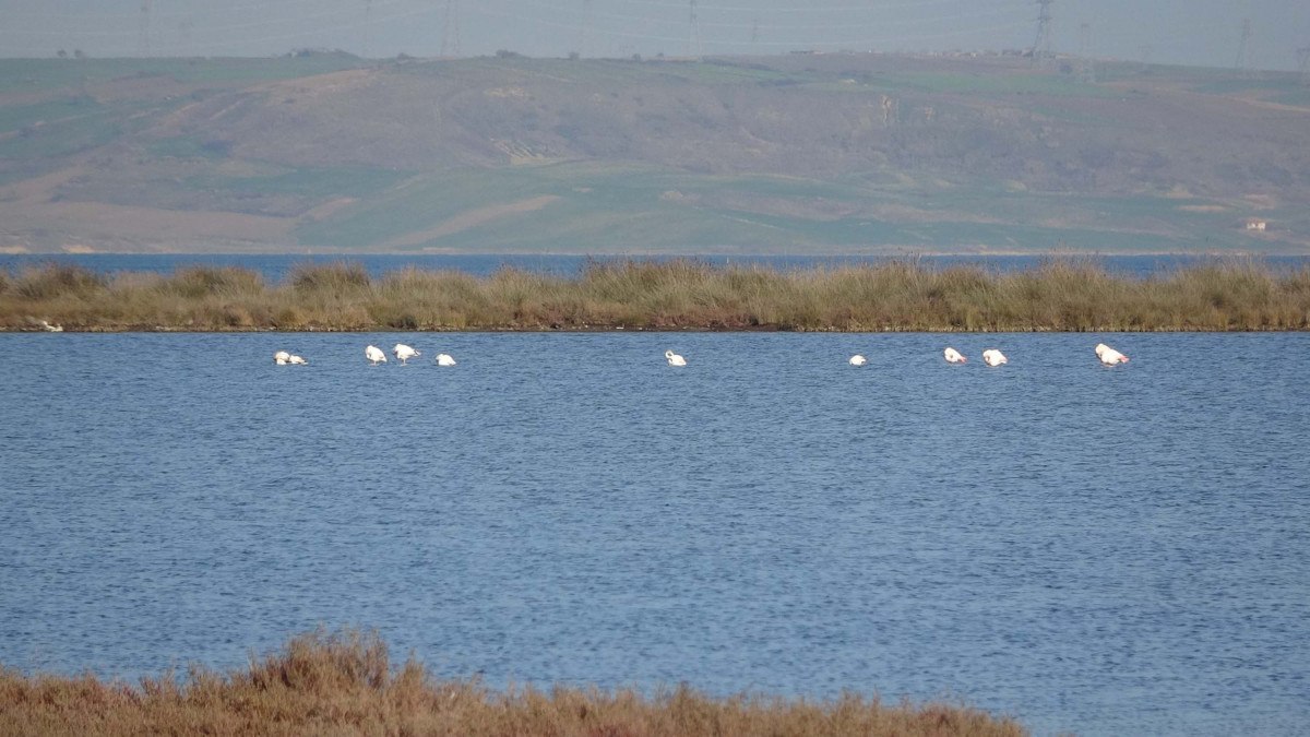 iklim degisikligi etkisi canakkaledeki kus populasyonu artti 6 Chzzs1Kh