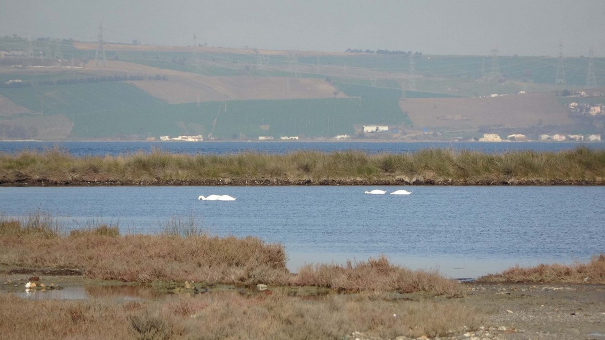 iklim degisikligi etkisi canakkaledeki kus populasyonu artti 7 qekJMesb