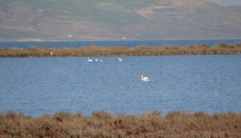 iklim degisikligi etkisi canakkaledeki kus populasyonu artti sBvJhFIw