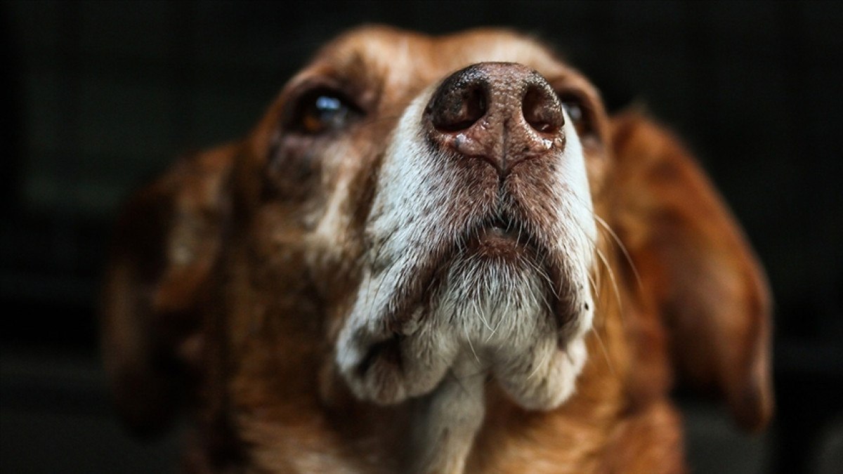 istanbulda gecen yil 370 binin uzerinde kuduz asisi uygulandi 0 H7I8XwNk