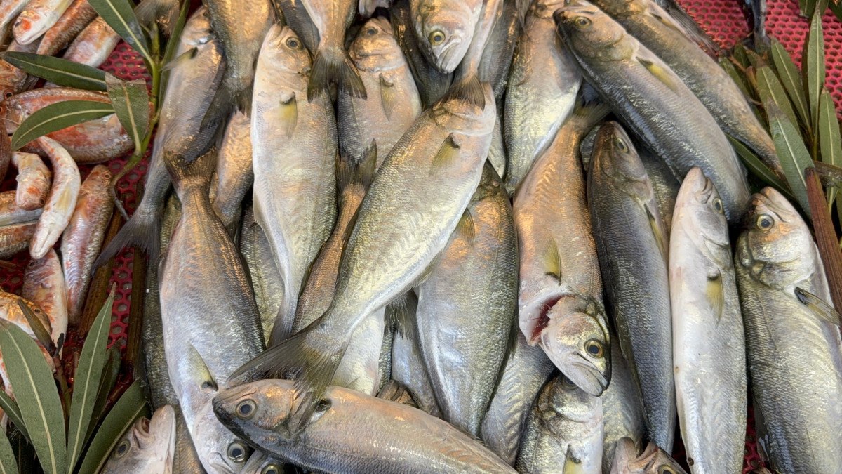 Karadeniz'de palamut sezonu yeniden açıldı 1 karadenizde palamut sezonu yeniden acildi 0 qRENe5Ni