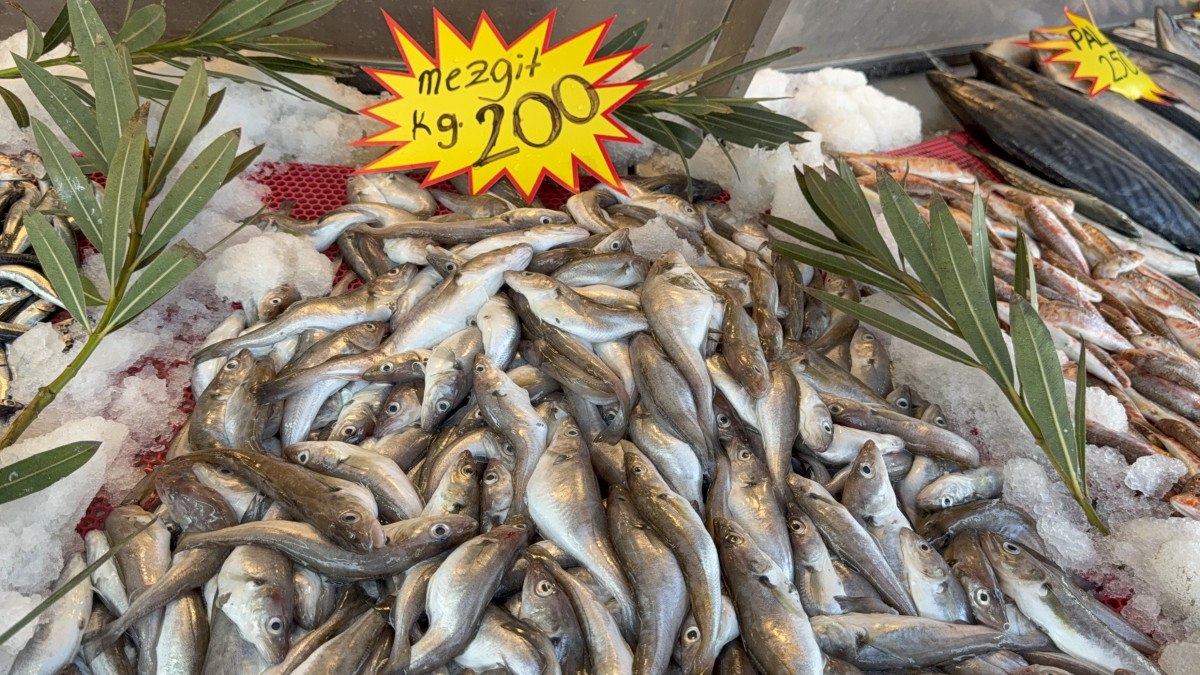 Karadeniz'de palamut sezonu yeniden açıldı 2 karadenizde palamut sezonu yeniden acildi 1 OWgNwFYk