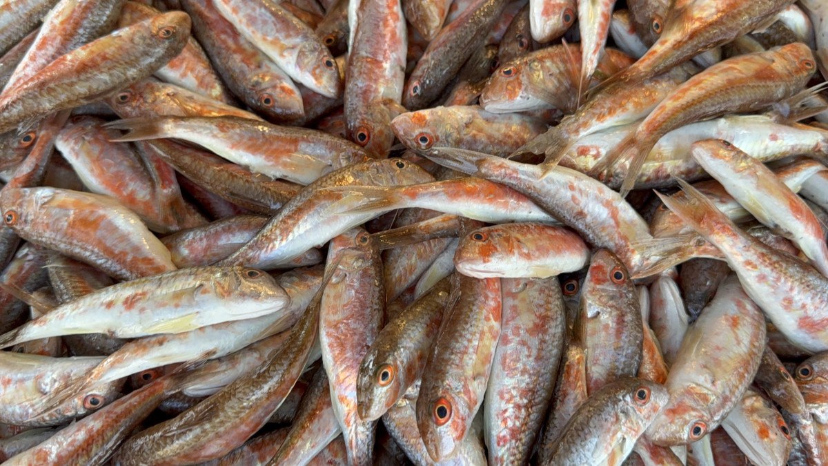 Karadeniz'de palamut sezonu yeniden açıldı 3 karadenizde palamut sezonu yeniden acildi 2 b1jshu8Q