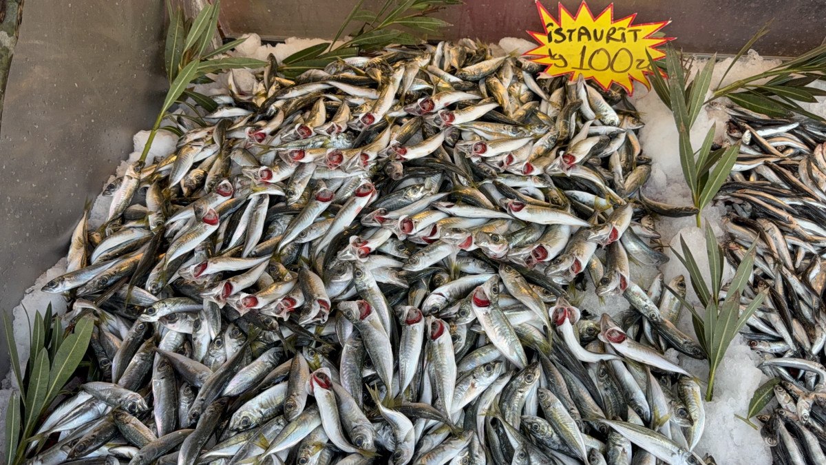 karadenizde palamut sezonu yeniden acildi 3 AViuYKNQ