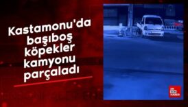 kastamonuda basibos kopekler kamyonu parcaladi eORpmuhH