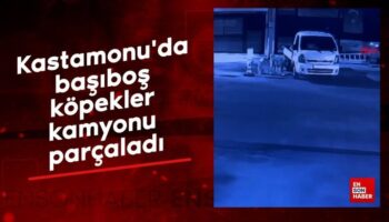 kastamonuda basibos kopekler kamyonu parcaladi eORpmuhH