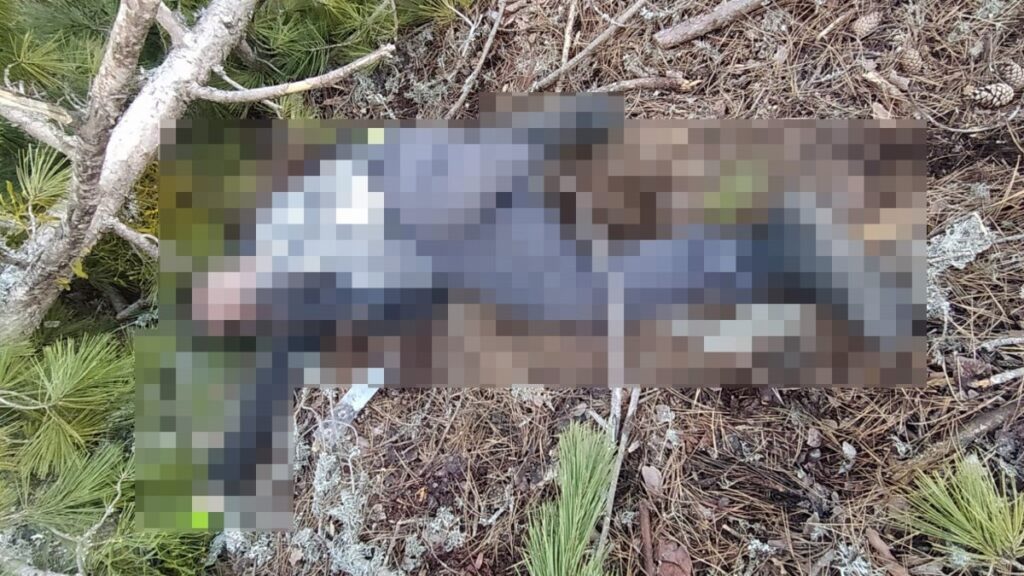 kutahyada kestigi agacin altinda kalan isci can verdi krlMDiIB