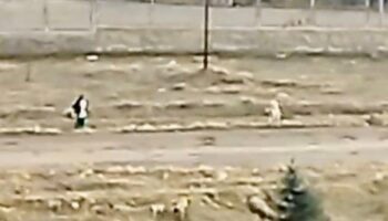 malatyada kucuk cocuk sokak kopeklerinin saldirisina ugradi XKZxcr2p