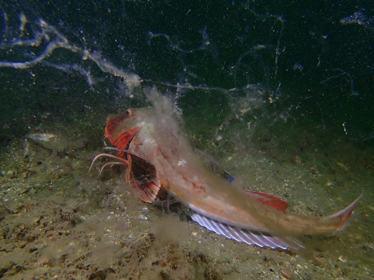Marmara'da müsilaj artmaya devam ediyor 1 marmarada musilaj artmaya devam ediyor 0 flsRRrvl