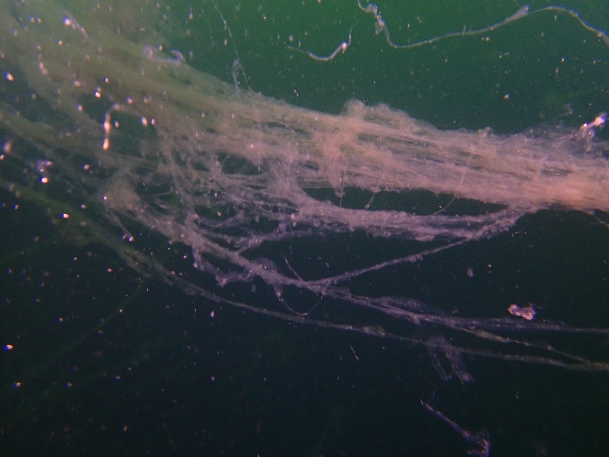 Marmara'da müsilaj artmaya devam ediyor 2 marmarada musilaj artmaya devam ediyor 1 mnqZXKq3