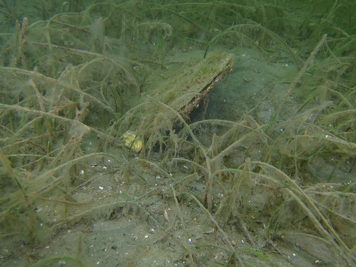 Marmara'da müsilaj artmaya devam ediyor 3 marmarada musilaj artmaya devam ediyor 2 lcWhEtJi