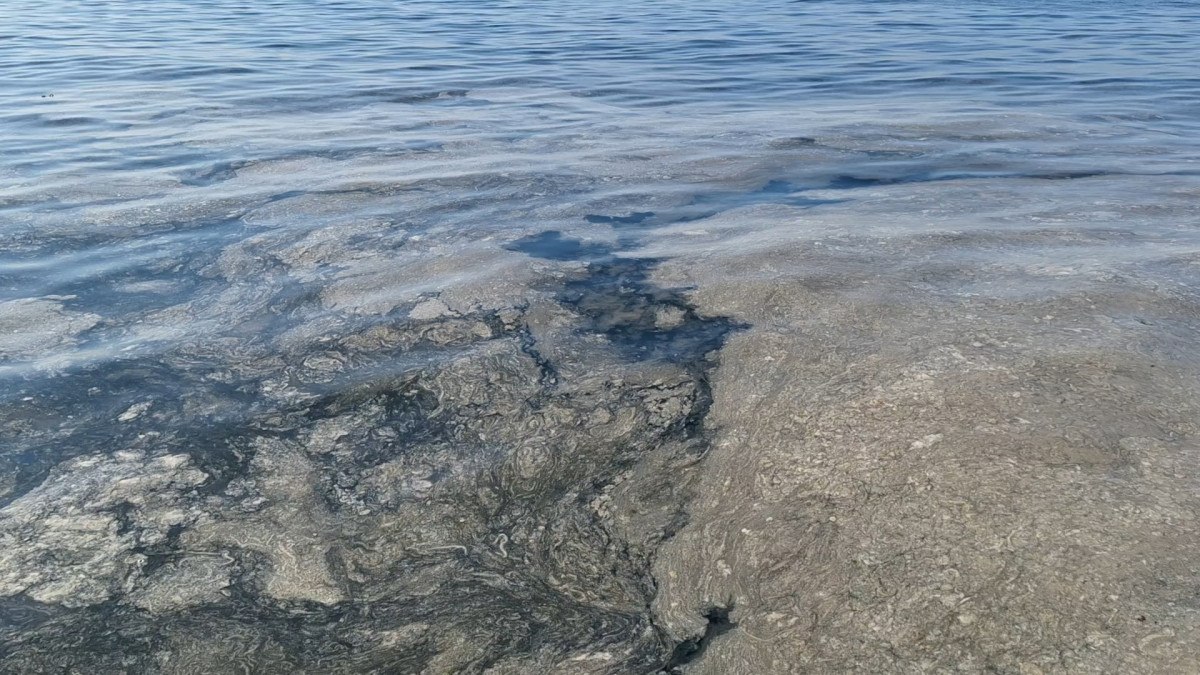 Marmara'da müsilaj artmaya devam ediyor 4 marmarada musilaj artmaya devam ediyor 3 MEnzr3IL